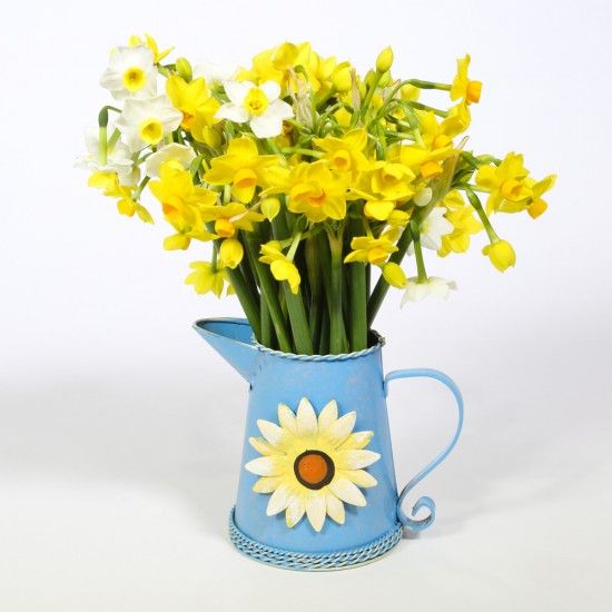 30 Narcissi Flowers