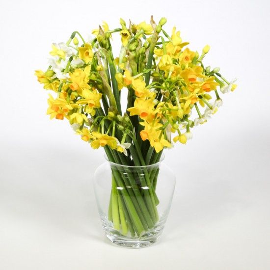 40 Narcissi Flowers for 3 Weeks