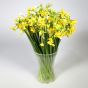 50 Narcissi Flowers