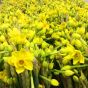 50 Narcissi Flowers