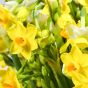 50 Narcissi Flowers