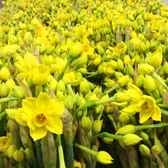 80 Narcissi Flowers